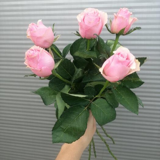 5 розовых роз с лентой