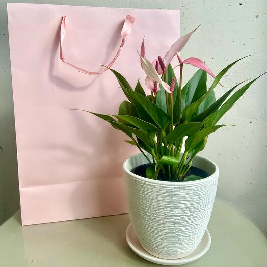 Комнатное растение Антуриум Лили в декоративном керамическом горшке с подарочным пакетом