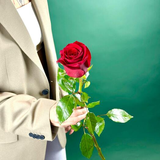 Роза Эксплорер