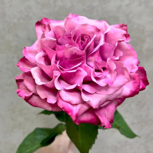 Роза пионовидная