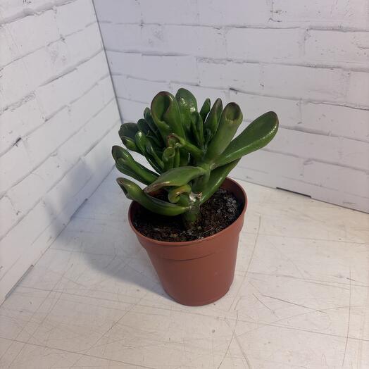 Крассула Голлум