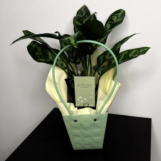 Аглаонема Laurel Green в сумочке