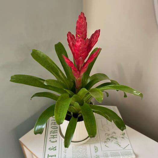 Бромелия красного цвета