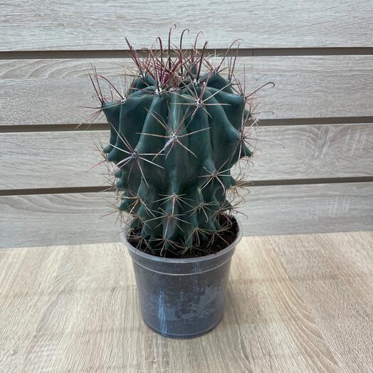 Кактус большой