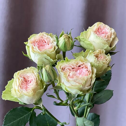 🌿🌸Кустовая роза пионовидная розово зеленая цветы подарок маме, любимой девушке, женщине, жене, бабушке