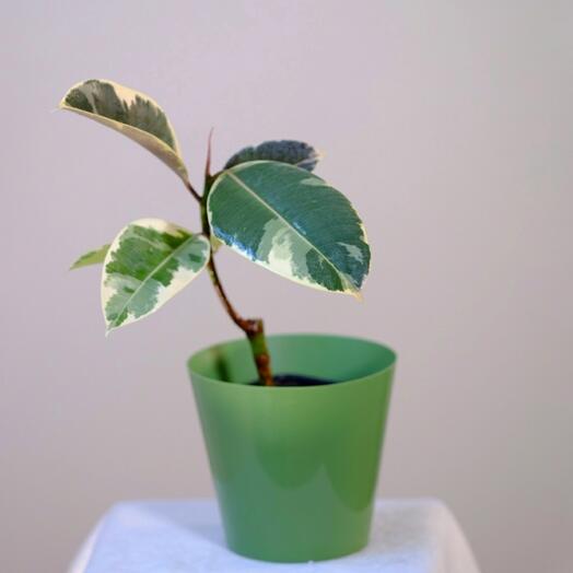 Фикус Эластика 2