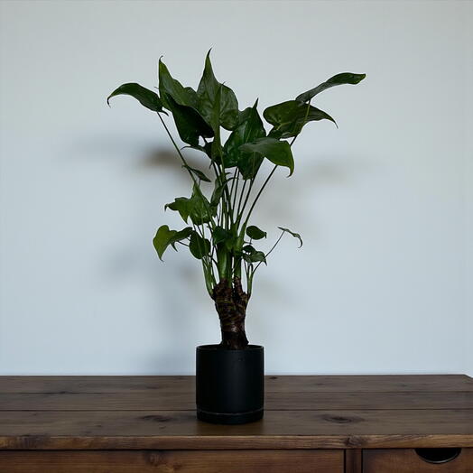 Alocasia cucullata