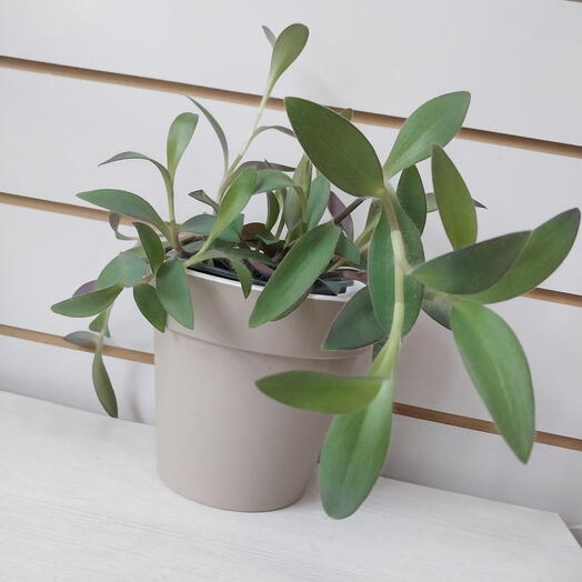 Традесканция Пурпурное сердце, 20 см