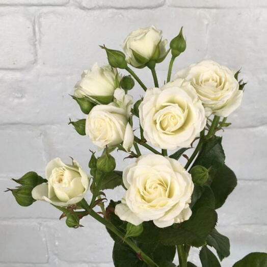 Пионавидные роза Miss Bombastic