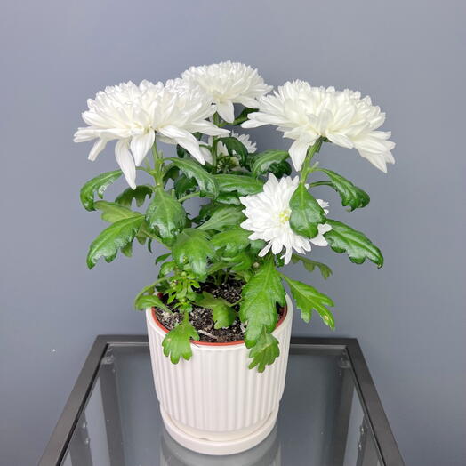 Хризантема белая зембла трехголовая в керамическом горшке, высота 35см