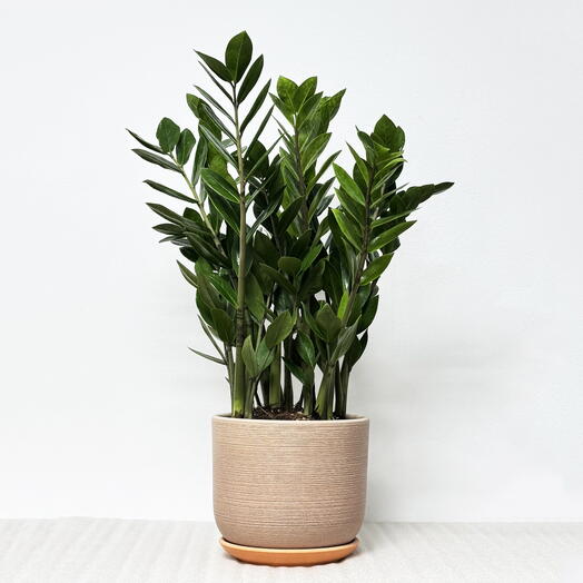 Замиокулькас в кремовом керамическом горшке с поддоном, высота 50-55см