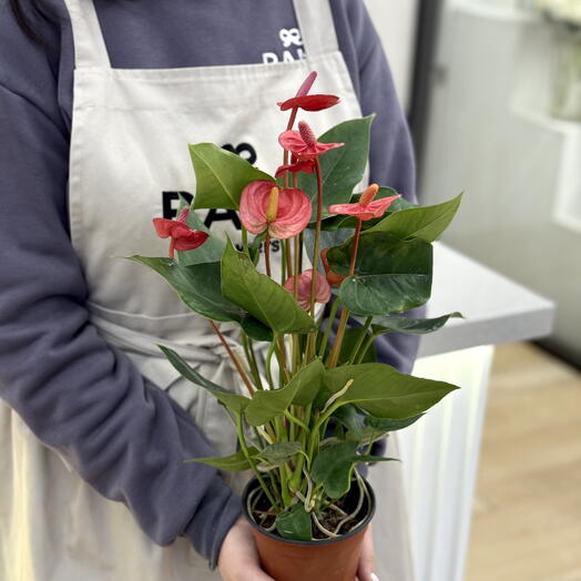 Мужское счастье/ антуриум