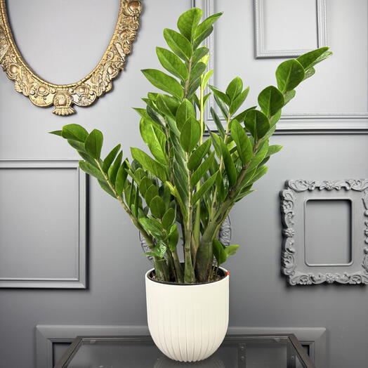 Замиокулькас долларовое дерево в белом кашпо 19  Высота 60 см