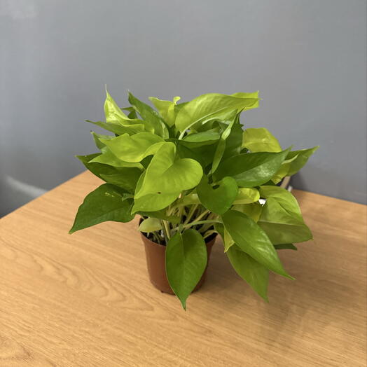 Эпипремнум