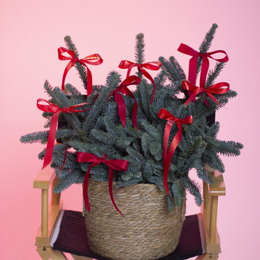 Кашпо с нобилисом