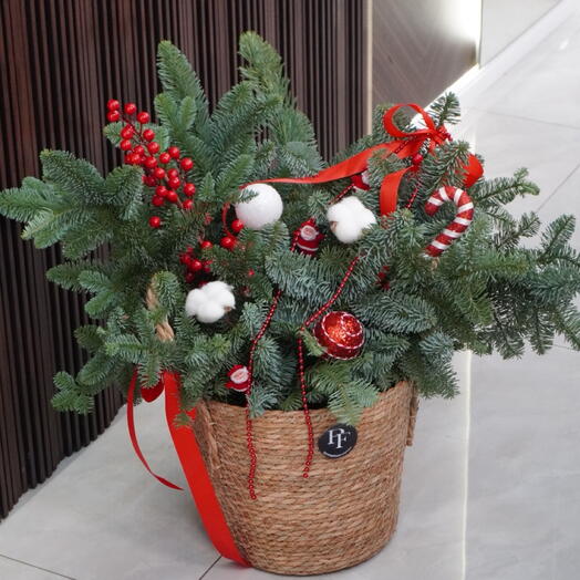 Нобилис в кашпо