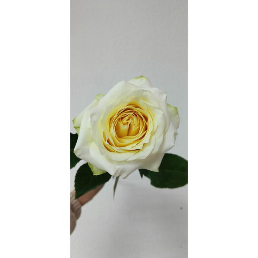 Роза Канделайт