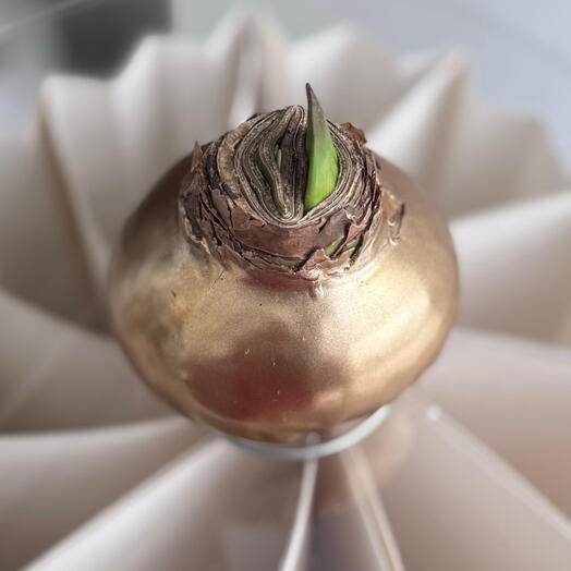 Амариллис Gold Edition