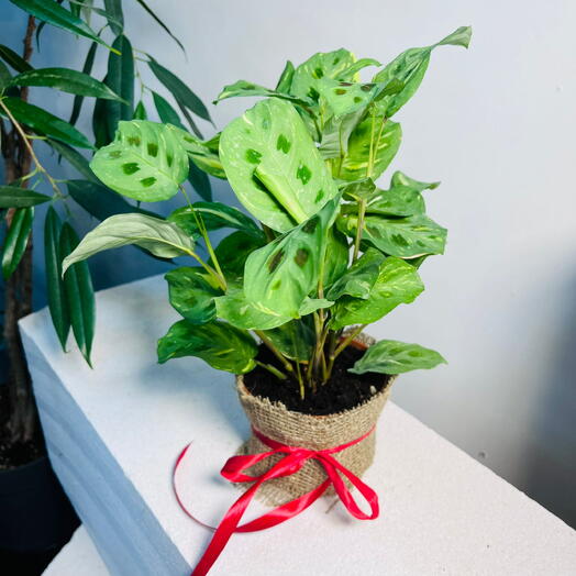 Маранта Фиеста