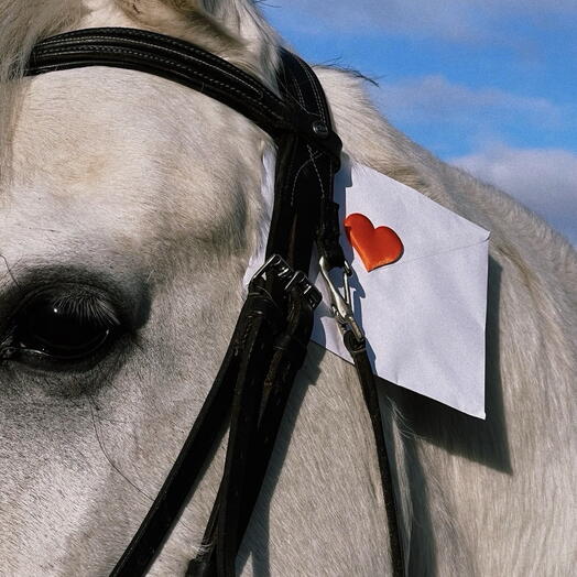 Сертификат на экскурсию в конный клуб