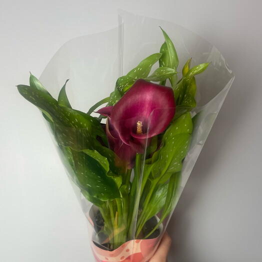 Комнатное растение Калла