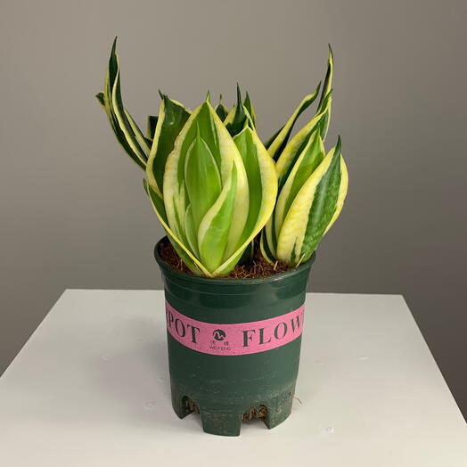 Сансевиерия Лотус Хании комнатные растения в горшке на подарок