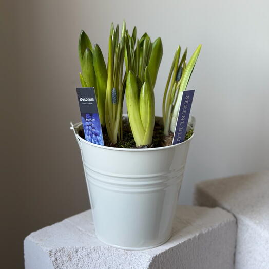 Первоцветы в Ведерке 3