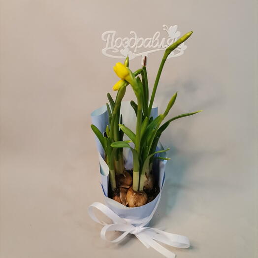 Нарцисс в упаковке с топпером