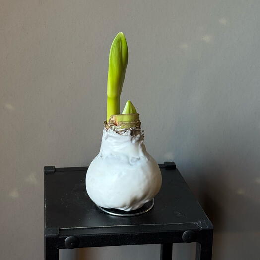 Луковица амариллиса в белом воске