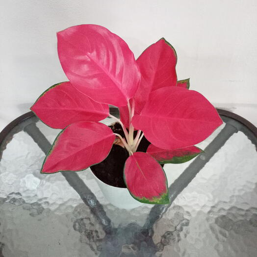 Комнатное растение Аглаонема 33 см