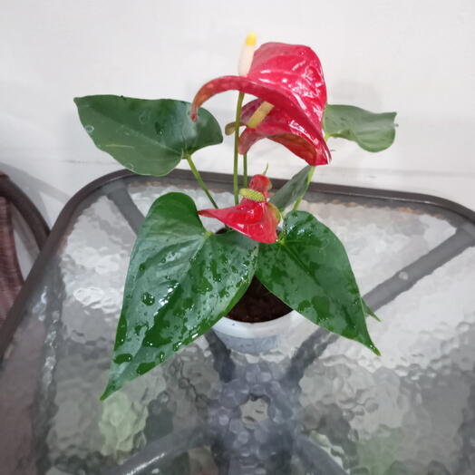 Антуриум Красный 32 см