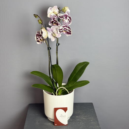 Орхидея 2 ствола ,  белая с яркими выразительными узорами цвета спелой черешни в стильном белом горшке и открыткой ,,Для тебя ‘