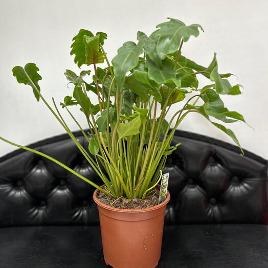 Комнатное растение Филодендрон Ксанаду