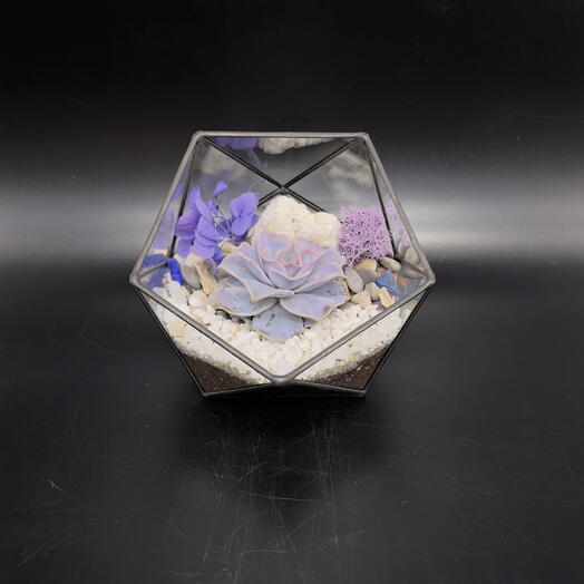 Флорариум с суккулентом Каменная роза, подарок на 8 марта