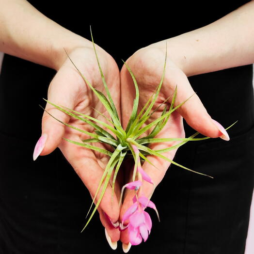 Тилландсия Стрикта Медиум (Tillandsia Stricta Medium)