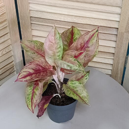 Аглаонема (Aglaonema)