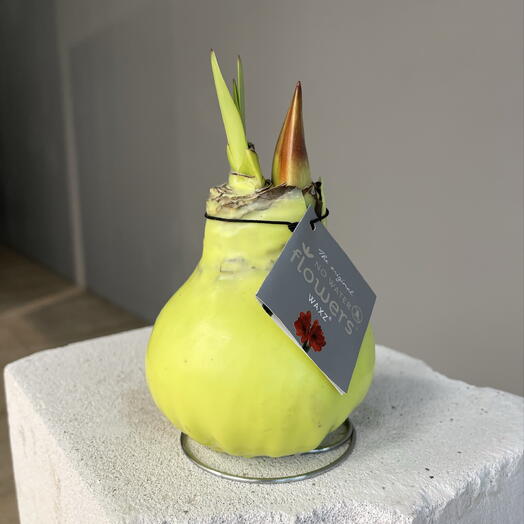 EASTER AMARILIS WAX GREEN крупная пасхальная луковица Амариллиса в воске из пасхальной коллекции, не требует полива и посадки