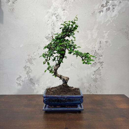 Кармона 14 лет