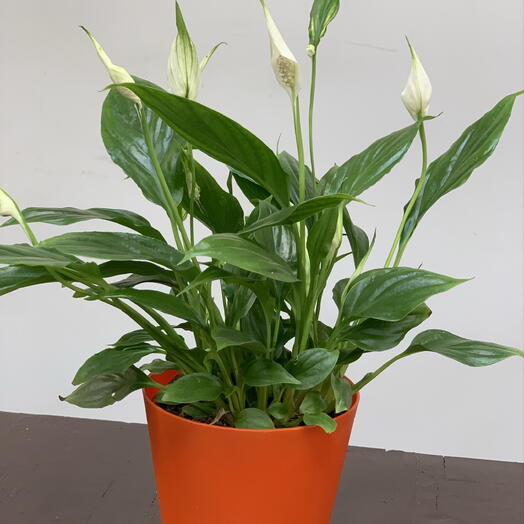 Спатифиллум