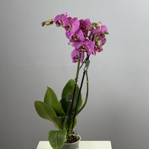 Орхидея 2ст