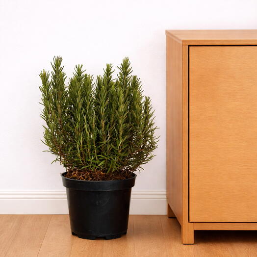 Rosemary (Rosmarinus officinalis)