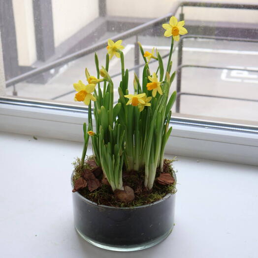 Нарциссы в стеклянном кашпо