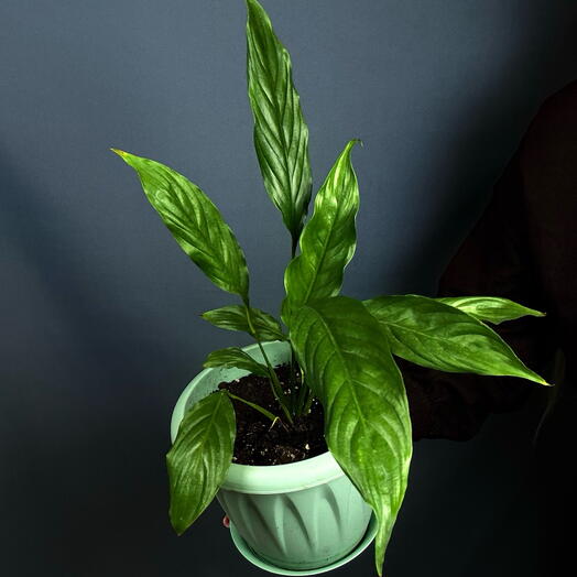 Спатифилум 🌿