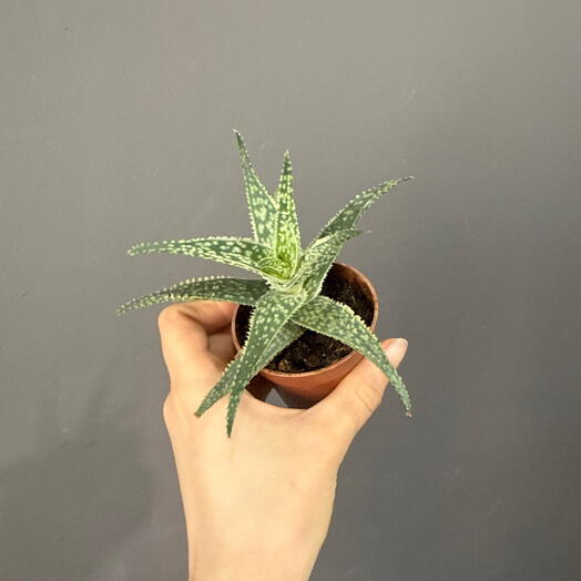 Алоэ 🤗🌷