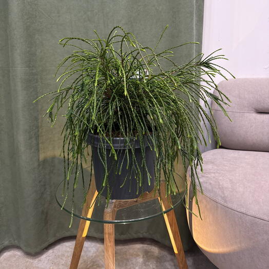 Туя Пликата / THUJA plicata