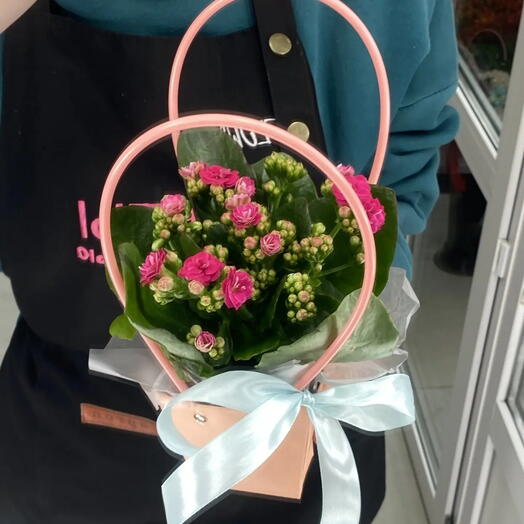 Каланхоэ цвета фуксия