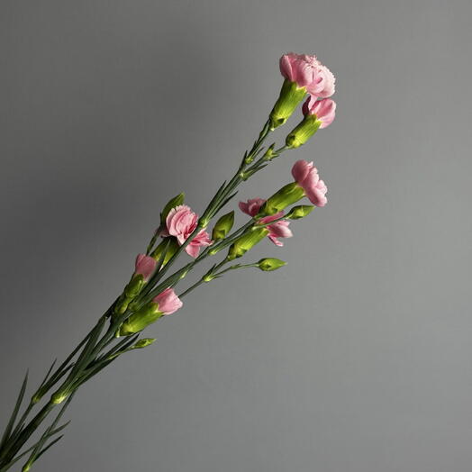 Гвоздика кустовая (диантус кустовой)🌸