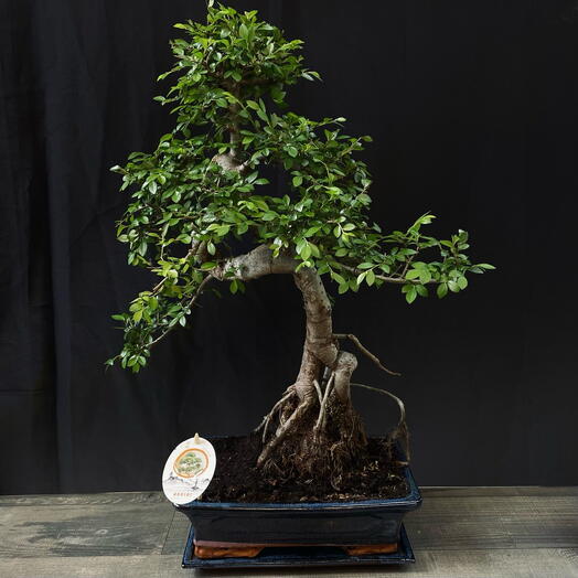 Бонсай Zelkova 35 лет