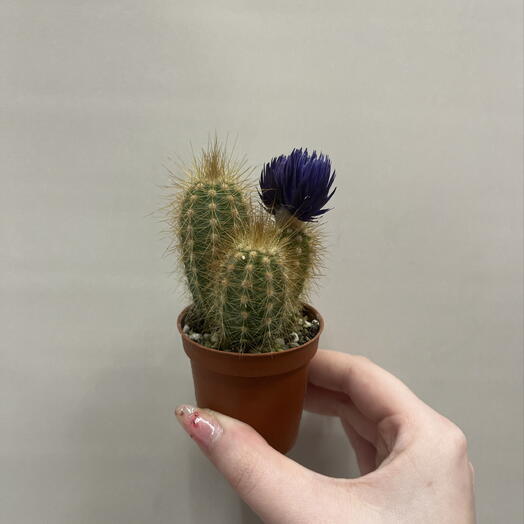 Кактус 🌵 фиолетовый 💜