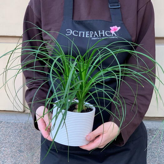 Комнатное растение нолина